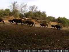 Syncerus caffer brachyceros