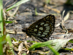 Heteropterus morpheus