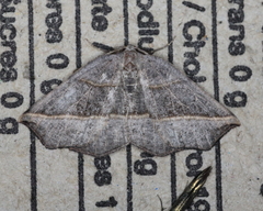 Metanema determinata