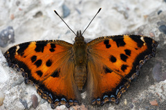 Nymphalis xanthomelas