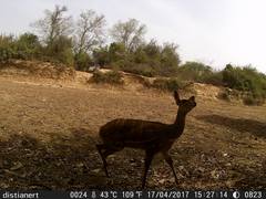 Tragelaphus scriptus