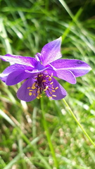 Aquilegia confusa