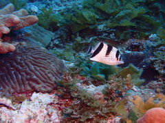Asian Butterflyfish photo 3