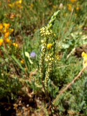 Plantago holosteum