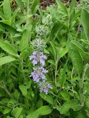 Salvia