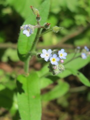 Myosotis arvensis