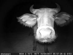 Syncerus caffer brachyceros