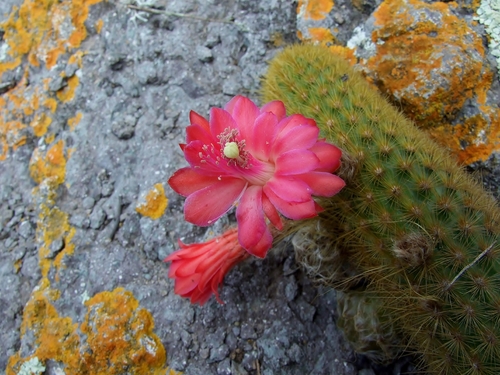 Borzicactus icosagonus image