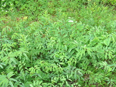 Sanguisorba canadensis