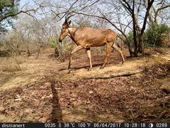 Alcelaphus buselaphus major