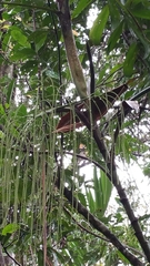 Dypsis