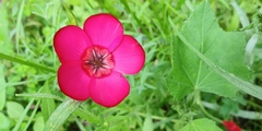 Linum grandiflorum
