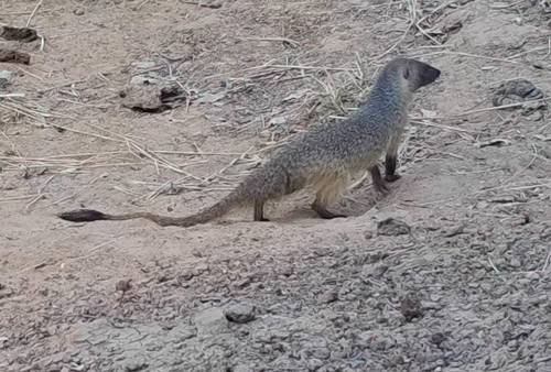 Egyptian Mongoose