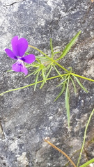 Viola dubyana
