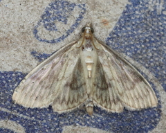 Crocidophora serratissimalis