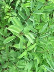 Sanguisorba canadensis