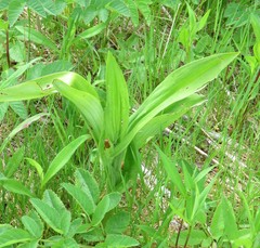 Platanthera psycodes