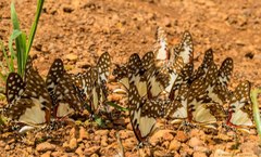 Graphium angolanus baronis