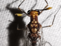 Megistopus flavicornis
