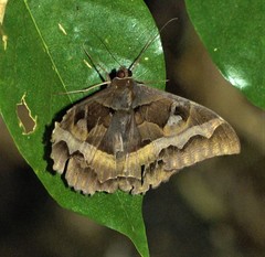 Cyligramma disturbans