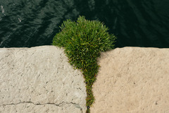 Crithmum maritimum