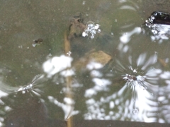 Osteopilus dominicensis