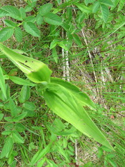 Platanthera psycodes