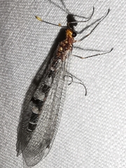 Megistopus flavicornis