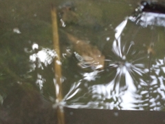 Osteopilus dominicensis