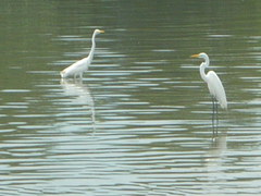 Ardea alba