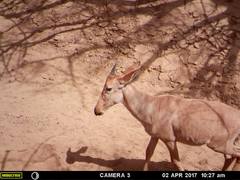 Alcelaphus buselaphus major