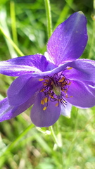 Aquilegia confusa