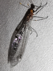 Megistopus flavicornis