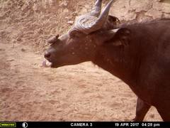 Syncerus caffer brachyceros