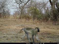 Chlorocebus tantalus