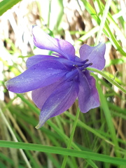 Aquilegia confusa