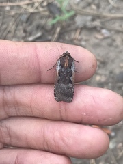 Parabagrotis exsertistigma