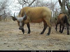 Syncerus caffer brachyceros