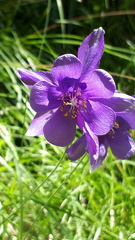 Aquilegia confusa