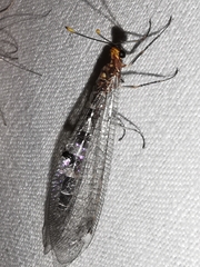 Megistopus flavicornis