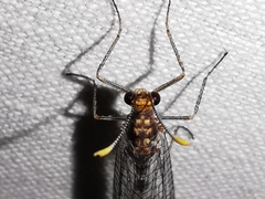 Megistopus flavicornis