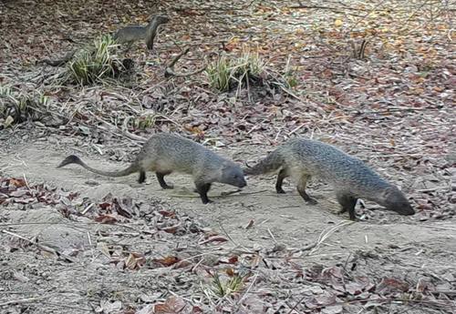 Egyptian Mongoose