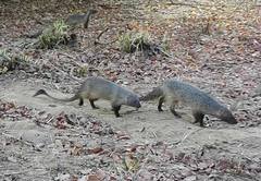 Egyptian Mongoose photo 4