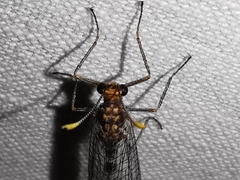 Megistopus flavicornis