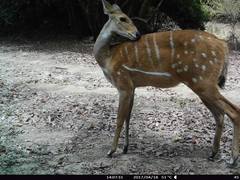 Tragelaphus scriptus