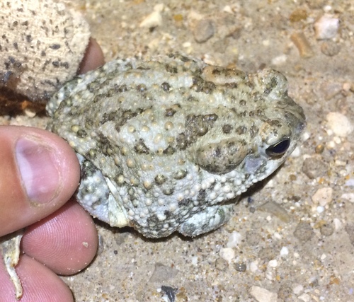 Texas Toad