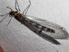 Megistopus flavicornis