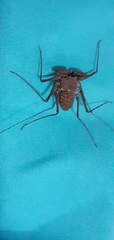 Phrynus operculatus