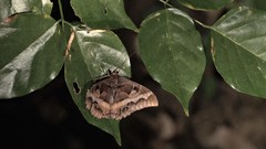 Cyligramma disturbans