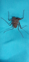 Phrynus operculatus
